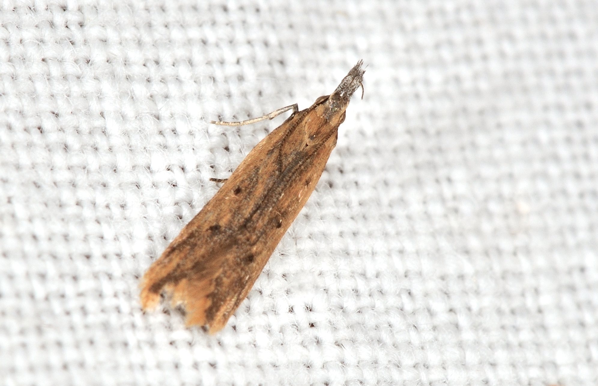 Gelechiidae: Dichomeris  cfr acuminatus